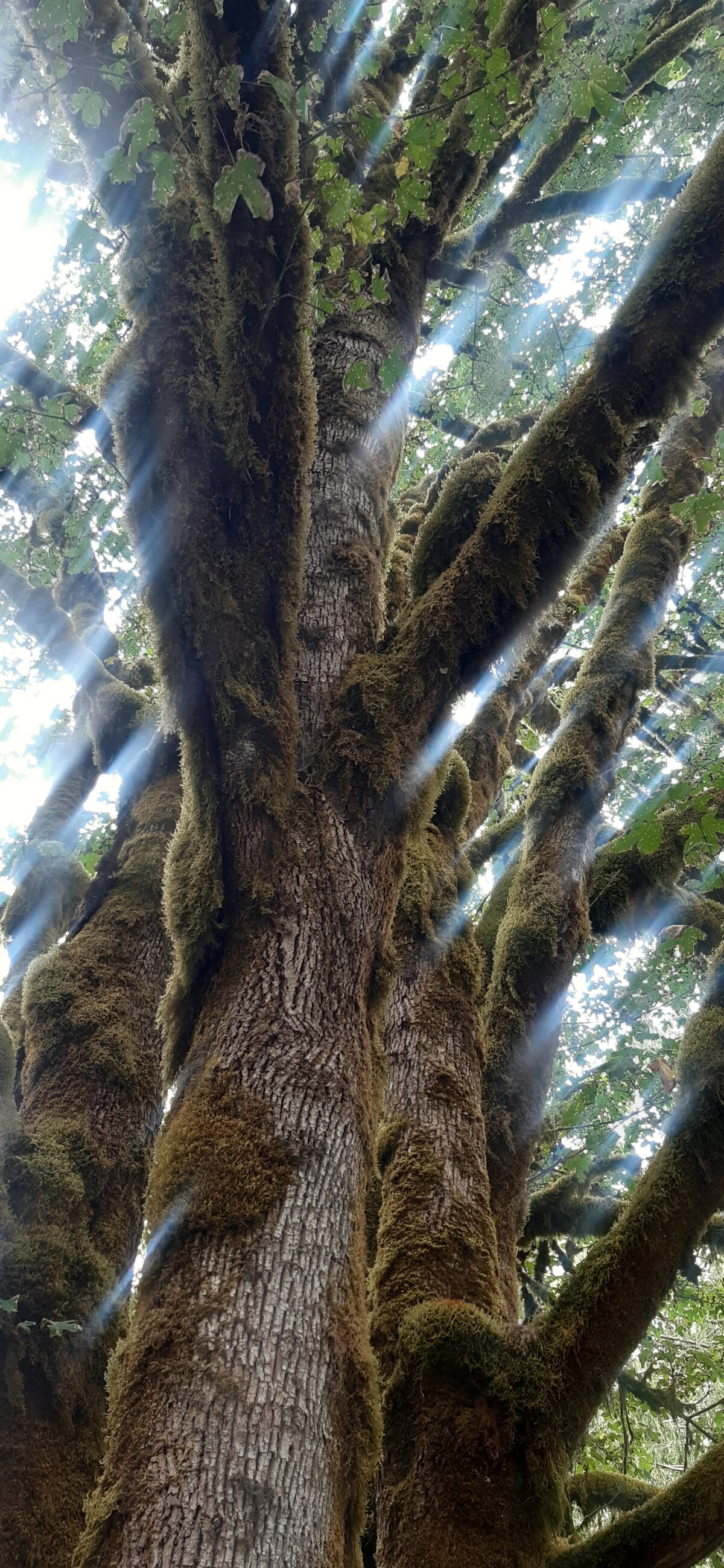 Olympic National Park – lasy deszczowe strefy umiarkowanej