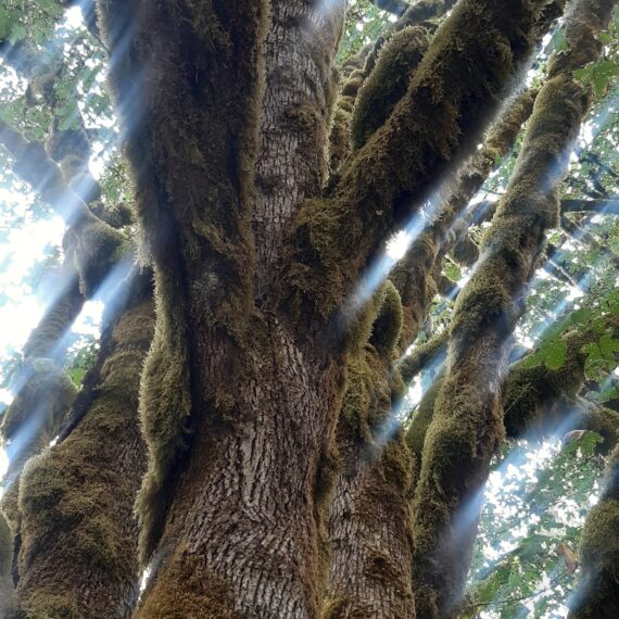 Olympic National Park – lasy deszczowe strefy umiarkowanej